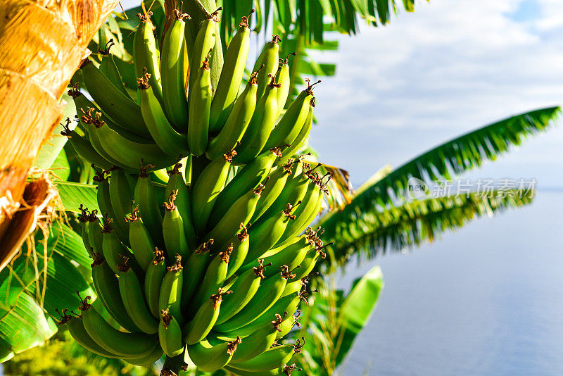 香蕉树与绿色香蕉