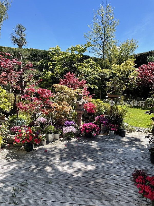 白色的，有槽的木材装饰，盆栽开花植物，绿色修剪草坪，日本枫树，石头灯笼和花园雕像装饰品，清澈的蓝色，阳光灿烂的天空