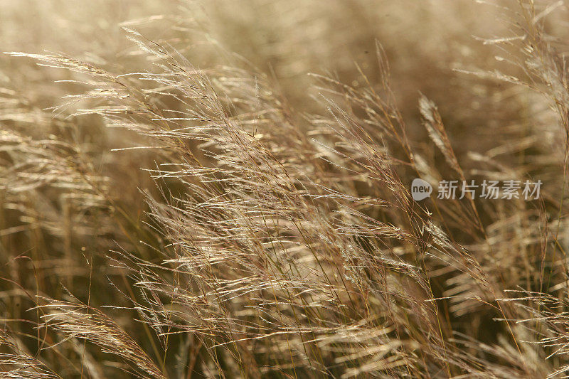 田野里的野草。