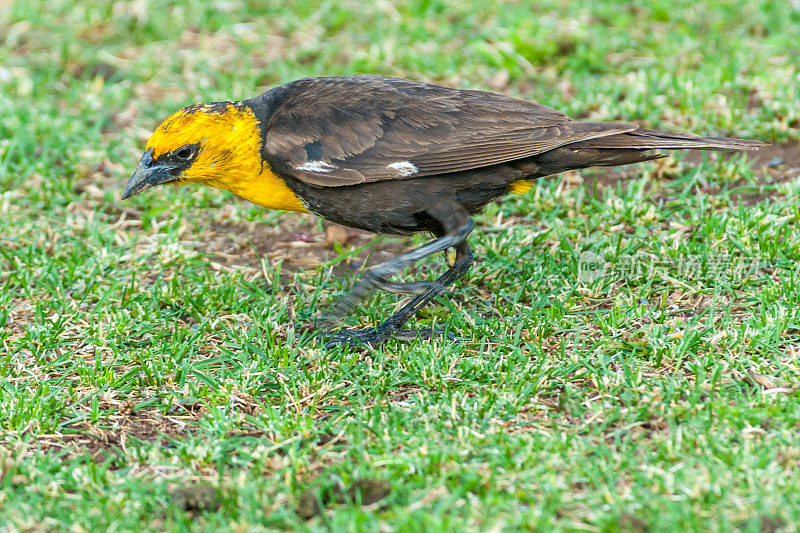 雄性黄头黑鸟在草地上觅食