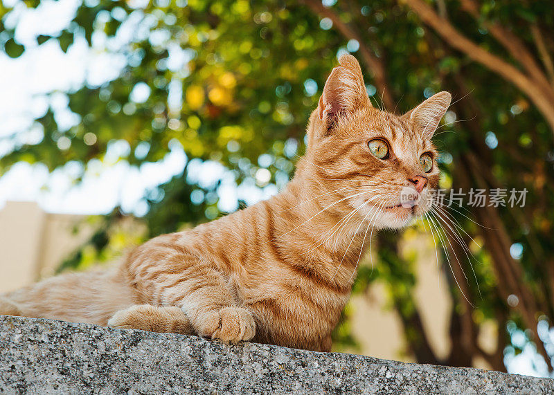 可爱和好奇的橙色虎斑猫躺在户外，看着什么