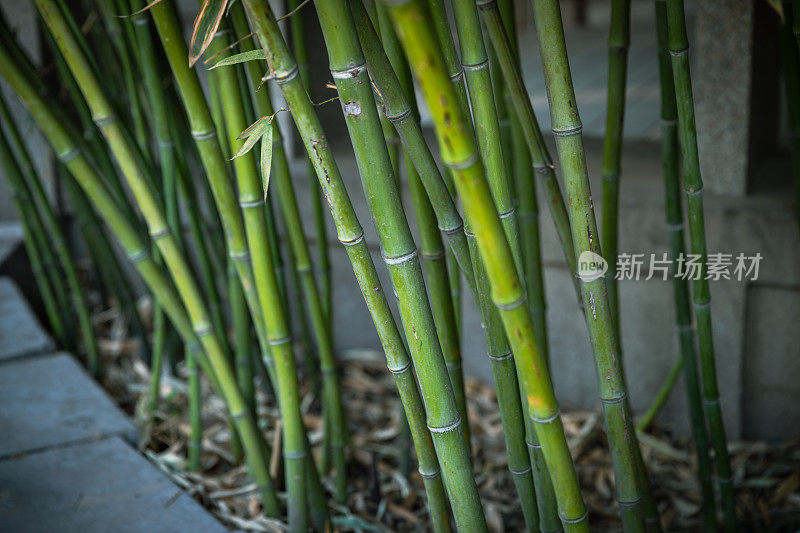 竹林的背景。阳光明媚的夏天