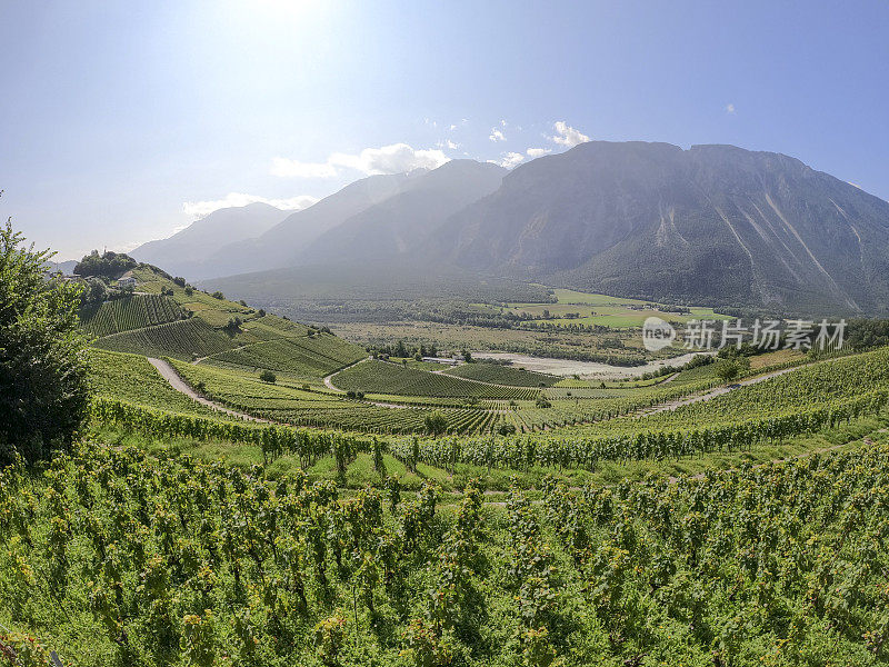 穿过阳光明媚的葡萄园到欧洲阿尔卑斯山的风景