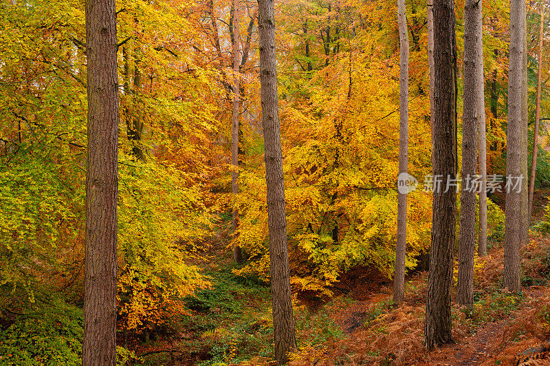 秋天山毛榉树森林，坎诺克蔡斯，英国，英国