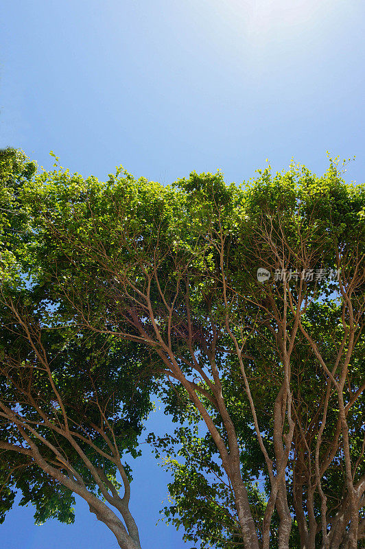 夏天，明亮的绿色树木下的浅蓝色的天空。年轻的years.plants。
