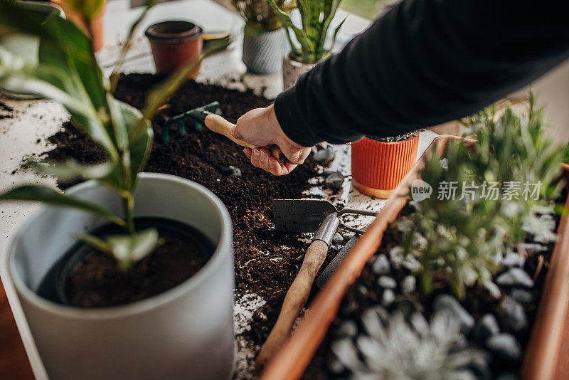 男人在家里种植室内植物