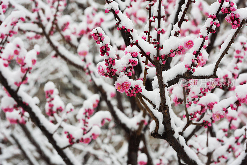 梅花在春天的雪地里盛开