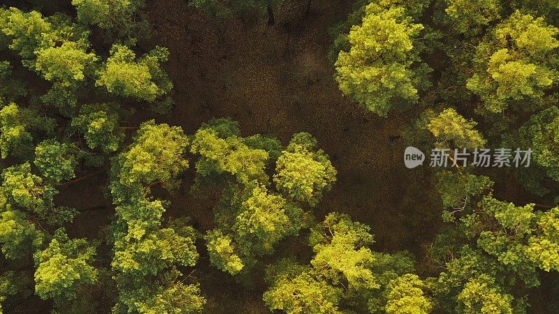 无人机在春雾苍松针叶林上空飞行。鸟瞰图，在景观中绿色的松树针叶林日落在春天。从态度俯瞰。阳光在森林