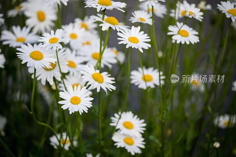 雏菊。洋甘菊