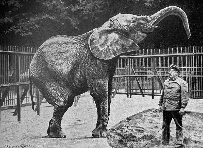 柏林动物园-非洲象举着它的鼻子超过动物园管理员