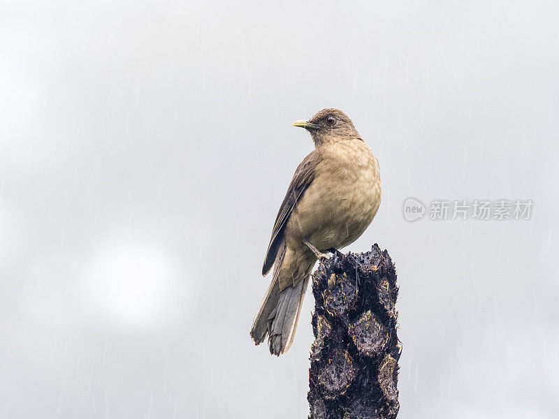 雨中坐在杆子上的泥色画眉