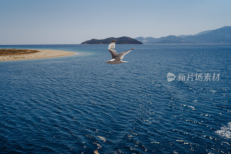 海鸥在浩瀚的大海上飞翔