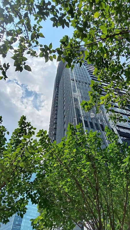 在雅加达SCBD(苏迪曼中央商务区)附近的阿什塔8区，现代办公大楼的正下方，绿叶映衬着多云的天空