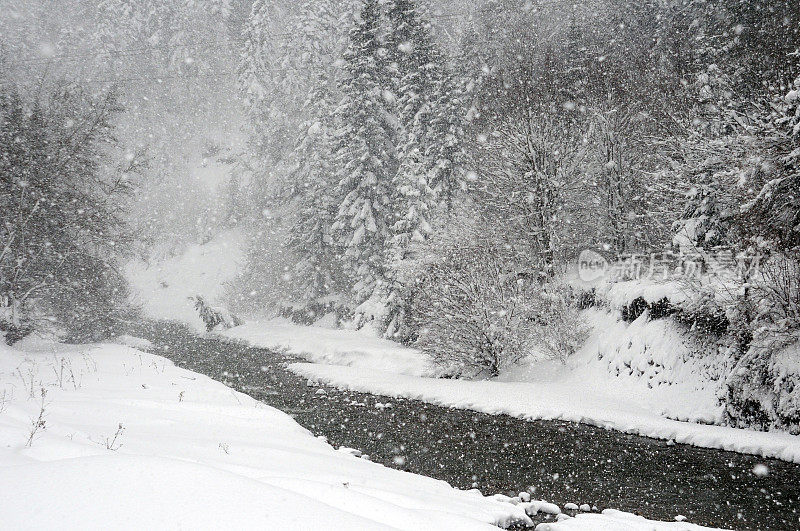 流过森林的小溪和积雪的冷杉树