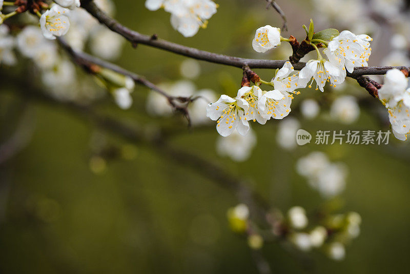 春天白色花朵