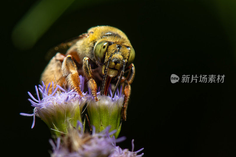 金盏花蜜蜂，属凤梨科，采集花粉和花蜜。