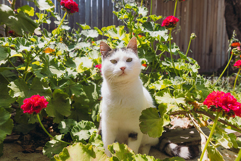 可爱的黄眼睛猫放松在绿色的开花花园