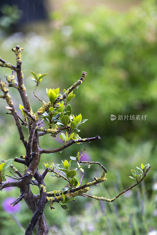 一棵长着春芽的月桂树