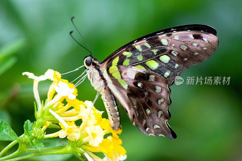 蝴蝶对黄花动物的行为。
