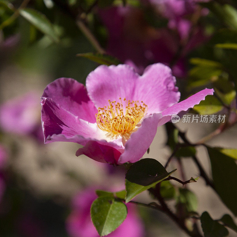 银莲花玫瑰，又名粉红切诺基，花