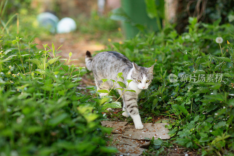 可爱的白斑虎斑猫在春天走在户外的小路上