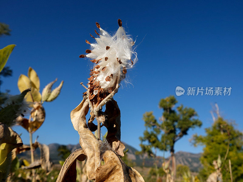 从下面近距离观看打开的马利筋种子荚。