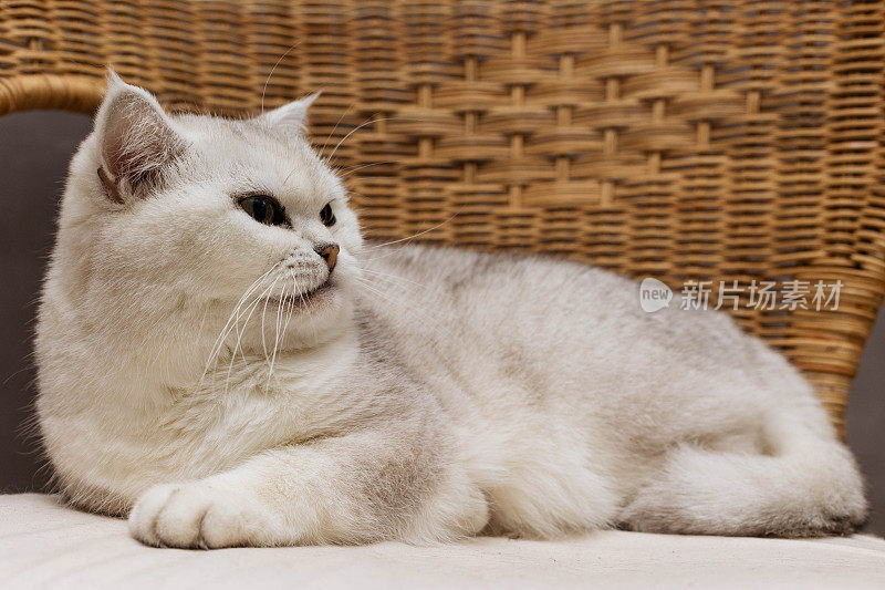 美丽的英国猫肖像苏格兰直白。