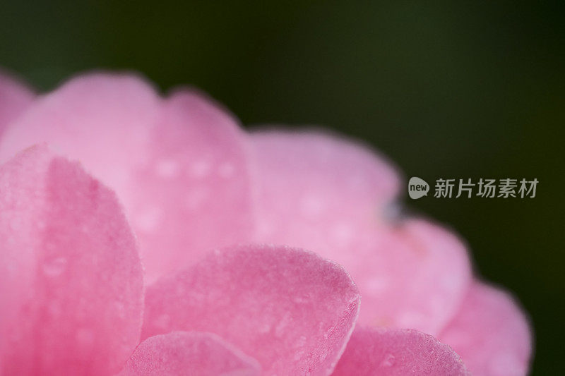 山茶花在雨中