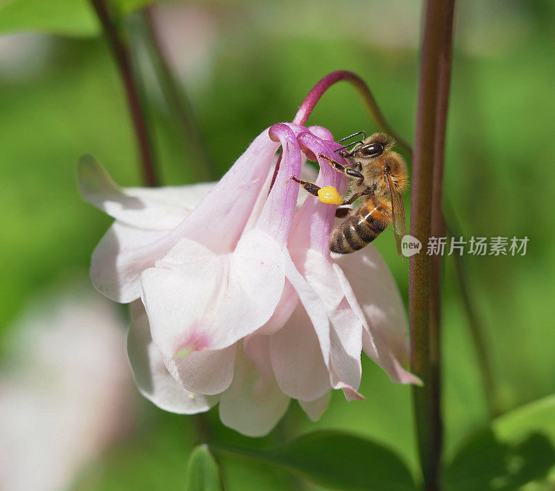 为耧斗菜授粉的蜜蜂