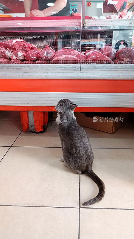 猫在等肉店的肉