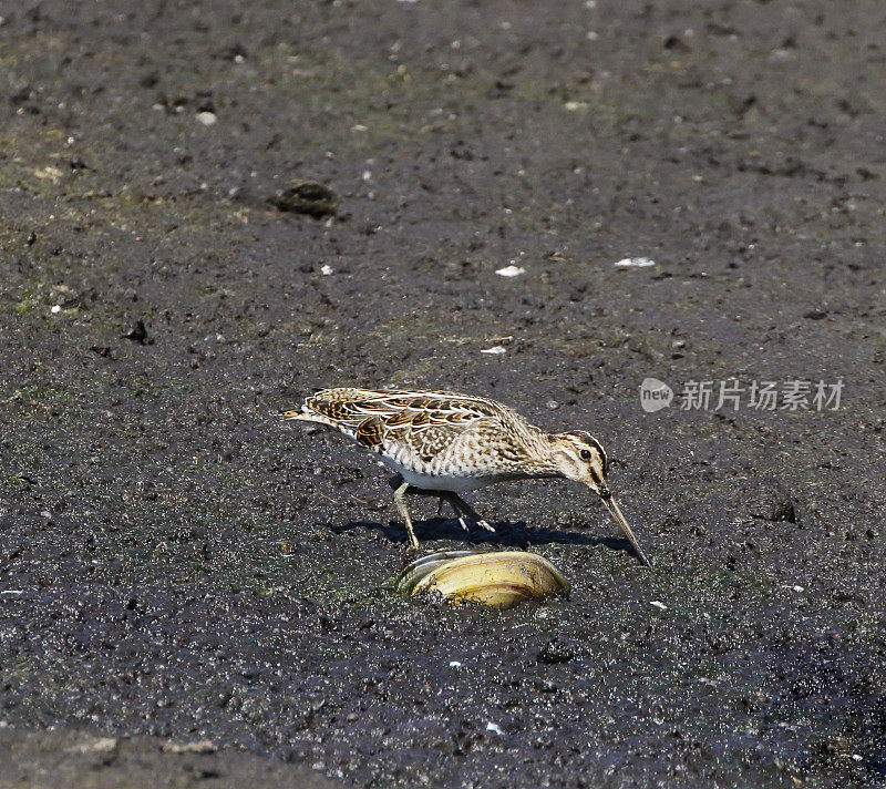 普通狙击(鸡)