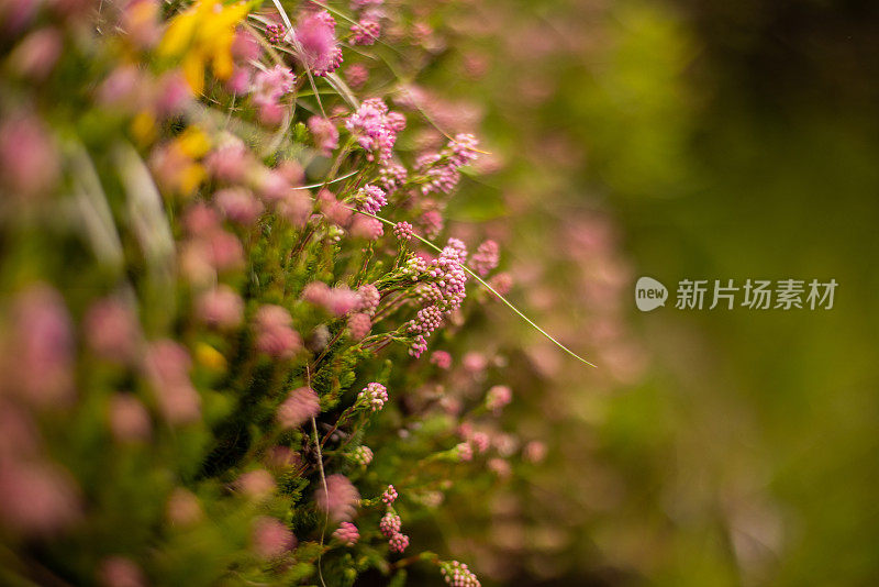 近距离的玫瑰色的毛茛