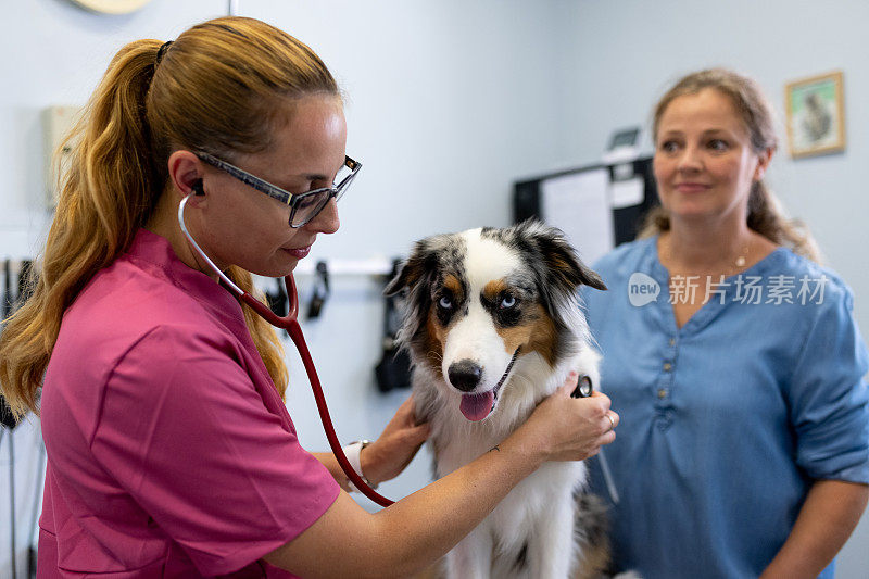 兽医正在给狗狗做检查。