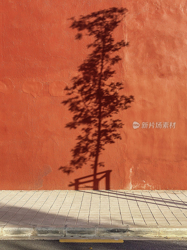 小树和树叶投射在红墙上