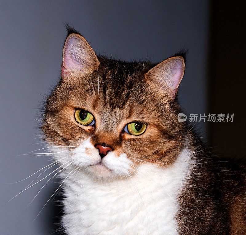 一只美丽的猫在一个轻松的特写镜头中摆姿势