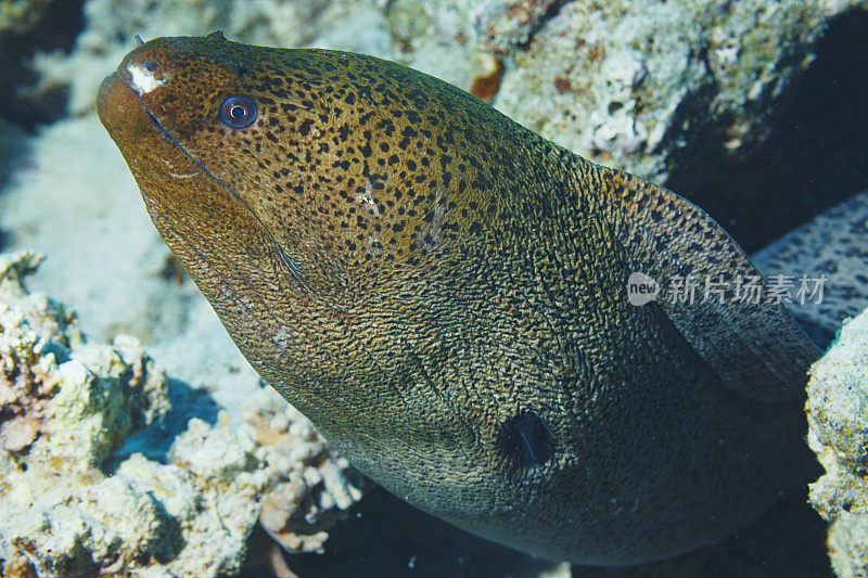 海洋生物水下珊瑚和鱼类红海的巨型海鳗