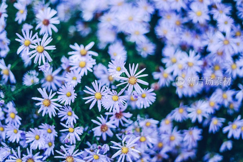 雨后丁香紫菀花背景