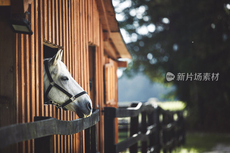 马厩里好奇的马头探出窗外