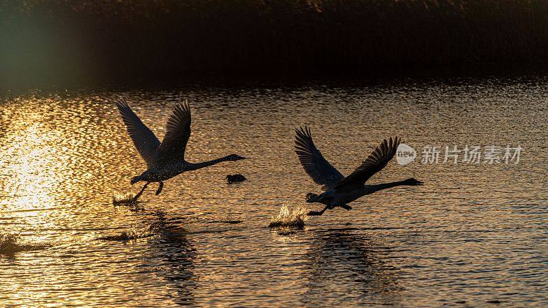 大天鹅在风景秀丽的湖面上飞翔，阳光照在柔滑的湖面上