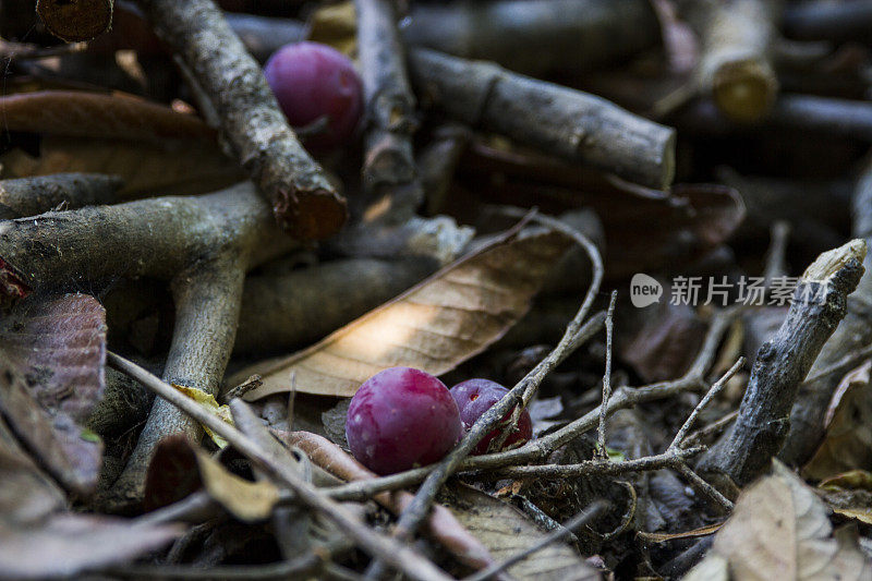 红葡萄和树枝在地上