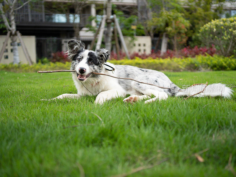 拿着树枝的牧羊犬