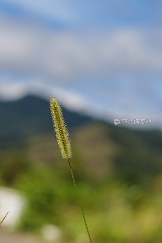 野草花