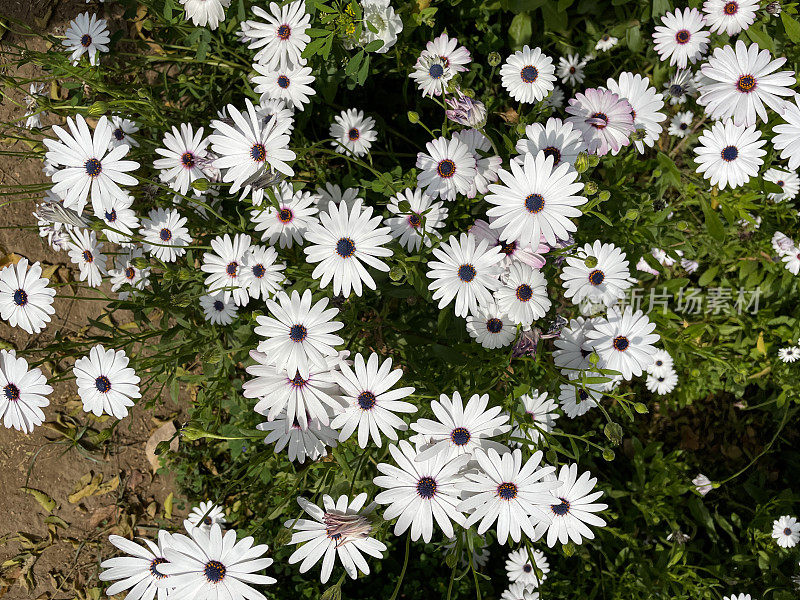 全画幅图片，白色骨蕨雏菊的花朵和花蕾在花园中生长，作为每年夏天的铺垫，背景树叶模糊，高架视图