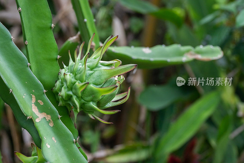 未成熟火龙果，水仙果，夜花仙人掌。火龙果，火龙果，火龙果，火龙果，火龙果。