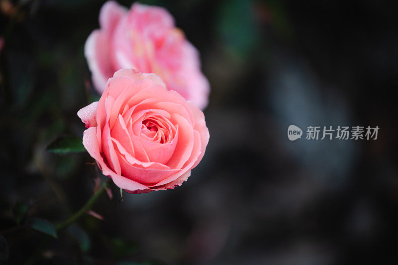 粉红玫瑰花园