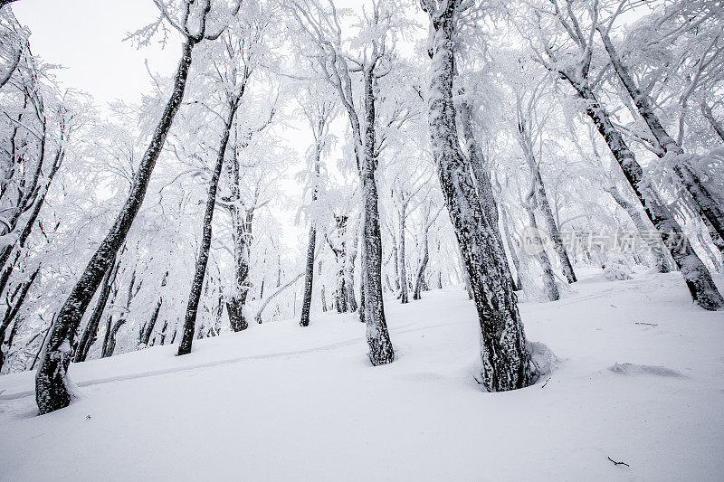 白雪覆盖的冬季森林的低角度视图