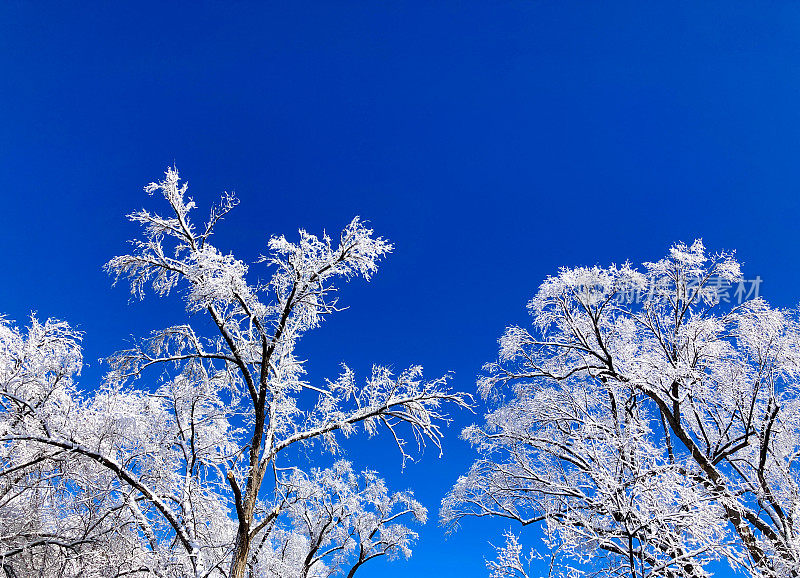 霜冻的白色冬季树木;充满活力的蓝天背景