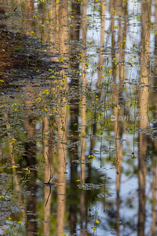 平静的森林池塘，黄色漂浮的狸草和树木的倒影