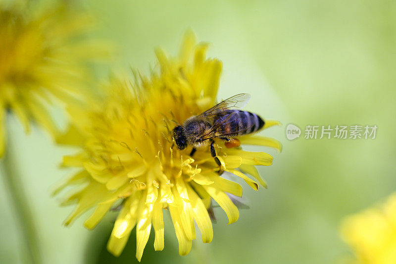 蜜蜂在蒲公英上