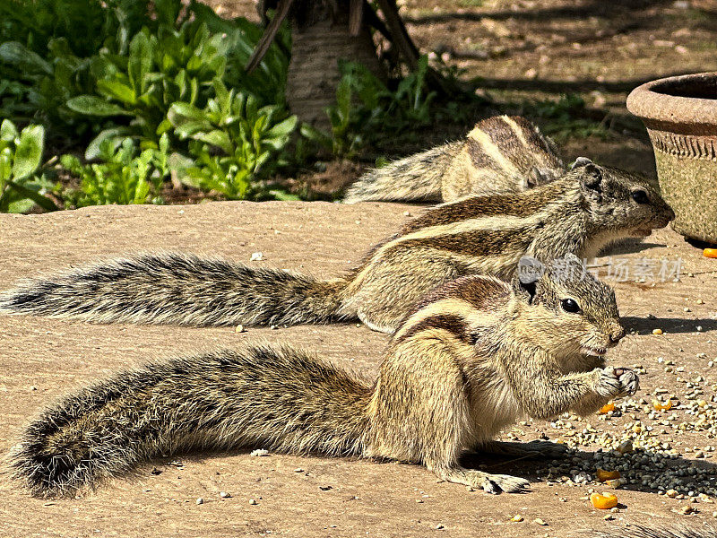 特写图像三只印度棕榈松鼠在公园里用树干桩做的喂食站上吃甜玉米粒和种子，食物碗，啮齿动物滋扰，重点在前景